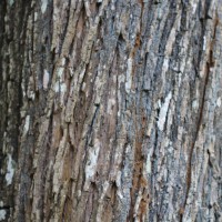 Melaleuca linearifolia (Link) Craven